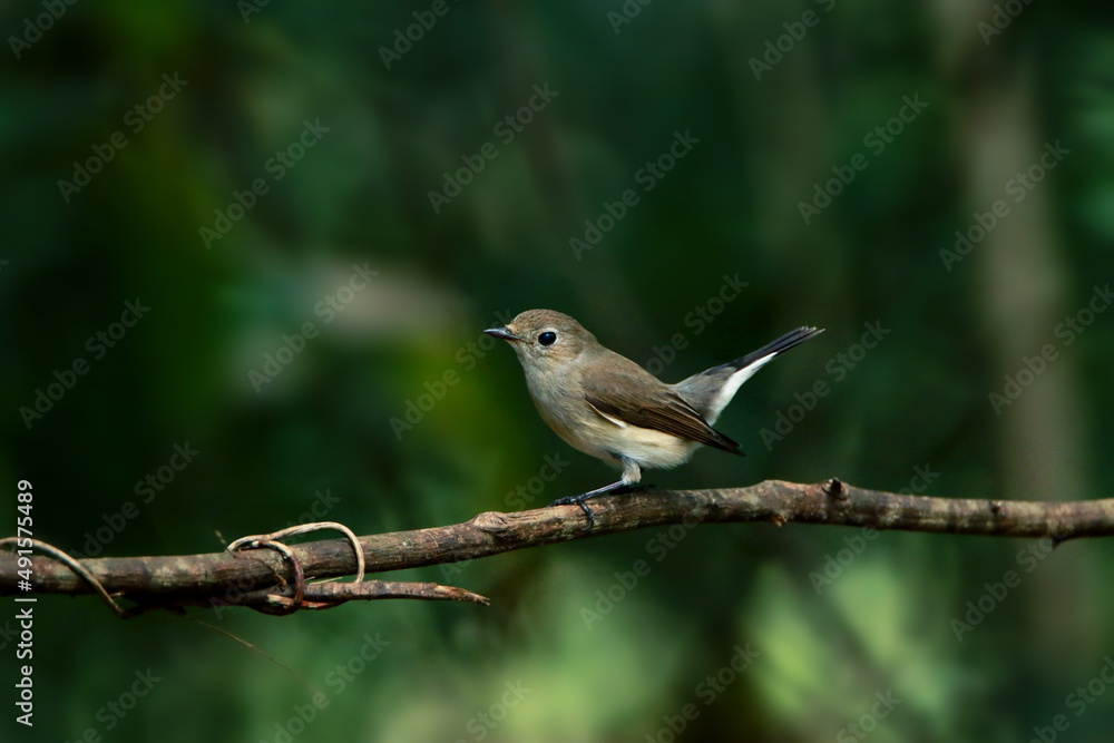 Asian Brown Flycatcher on branch Asian Brown Flycatcher on branch