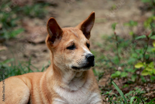 A Thai dog on field © Sarin