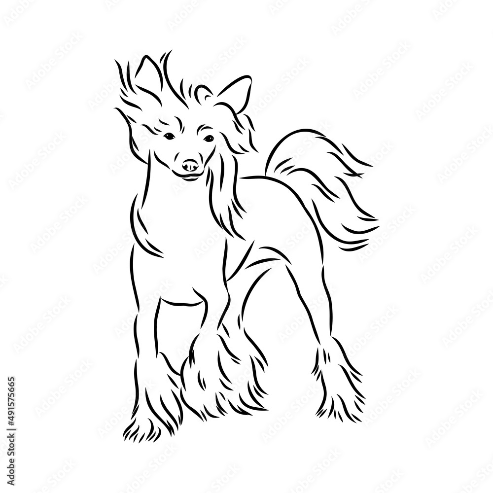 Decorative portrait of standing in profile Chinese Crested Dog, vector isolated illustration in black color on white background Decorative portrait of standing in profile Chinese Crested Dog, vector isolated illustration in black color on white background