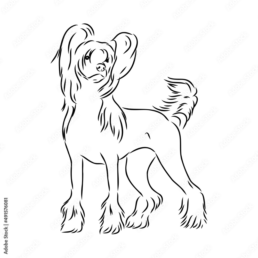 Decorative portrait of standing in profile Chinese Crested Dog, vector isolated illustration in black color on white background Decorative portrait of standing in profile Chinese Crested Dog, vector isolated illustration in black color on white background