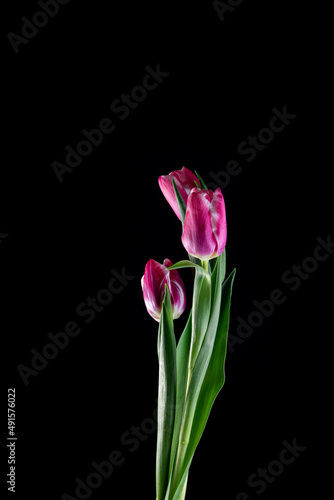Live spring flowers tulips in pink and purple with drops and splashes of water on a dark background