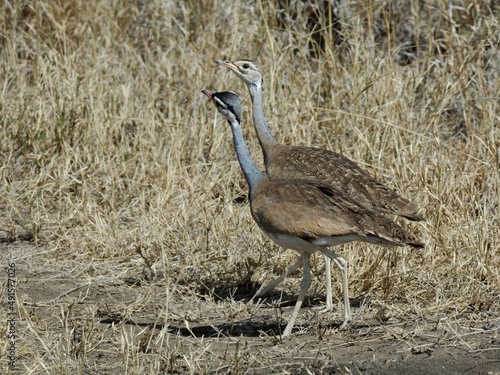 Senegaltrappen (Eupodotis senegalensis), White-bellied bustard, in Sambia. photo