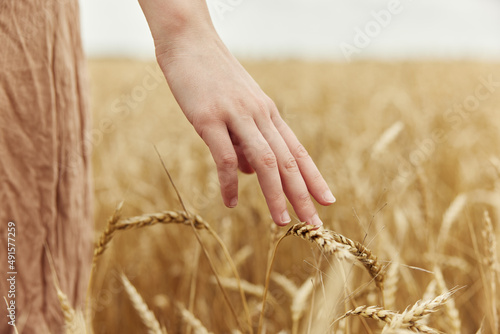 Image of spikelets in hands countryside industry cultivation endless field