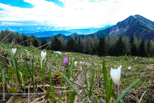 Field of pink and white crocus with a panoramic view near Frauenkogel on mountain peaks in early spring in the Karawanks, Carinthia, Austria. Border to Slovenia. Looking on mount Kahlkogel (Golica) photo