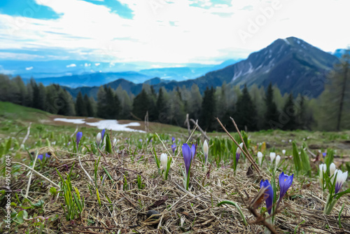 Field of pink and white crocus with a panoramic view near Frauenkogel on mountain peaks in early spring in the Karawanks, Carinthia, Austria. Border to Slovenia. Looking on mount Kahlkogel (Golica) photo