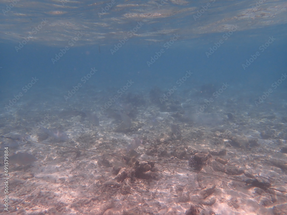 Fototapeta premium モルディブ ラスドゥ島の魚