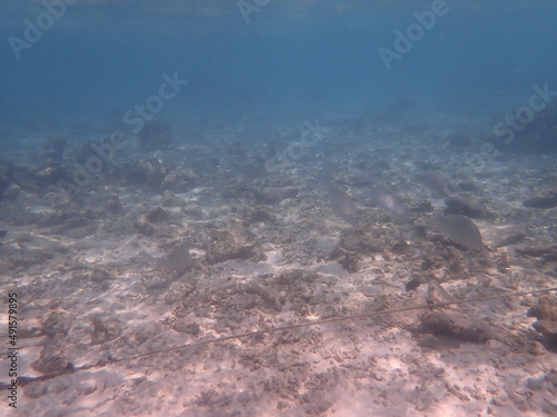 モルディブ　ラスドゥ島の魚 © 旅祐