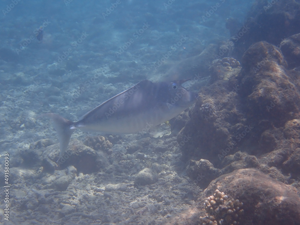 Fototapeta premium モルディブ ラスドゥ島の魚
