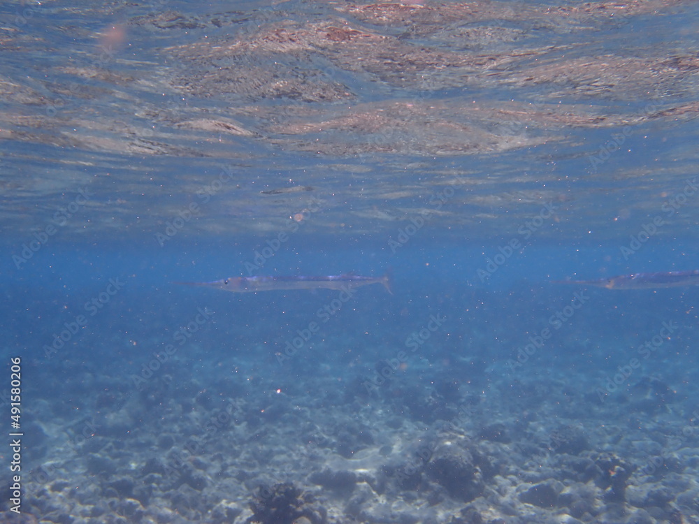 モルディブ　ラスドゥ島の魚