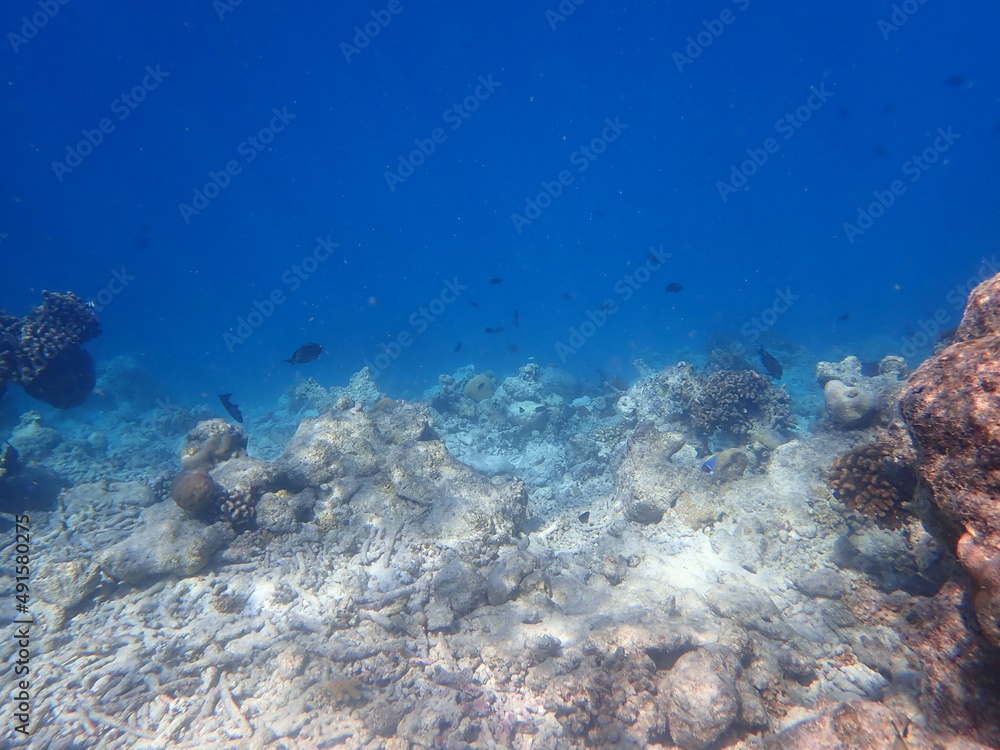 Naklejka premium モルディブ ラスドゥ島の魚