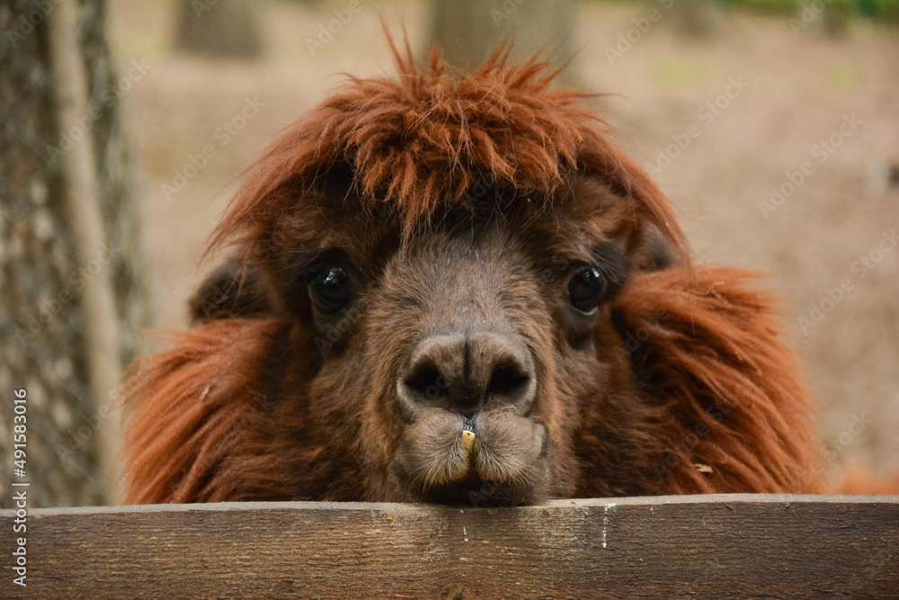 llama lama temple Stock Photo Adobe Stock