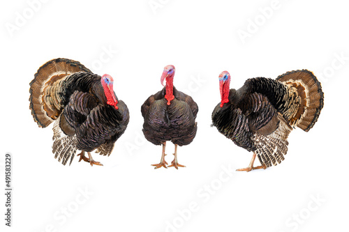 Bronze turkeys isolated on a white background.