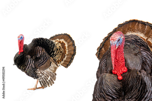 Bronze turkey isolated on a white background.