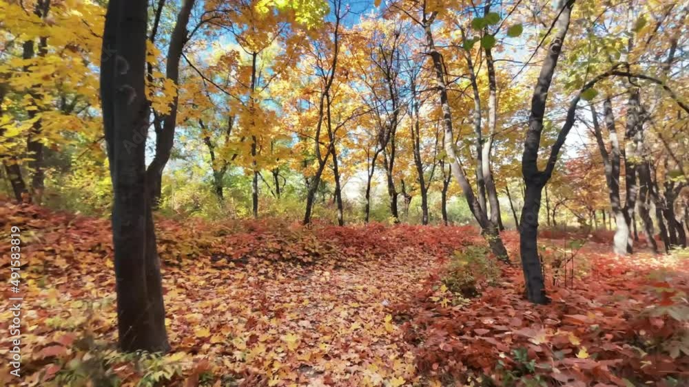 View of the autumn forest in Chisinau, Moldova. Park with lush yellow and orange trees, pathway. Slow motion View of the autumn forest in Chisinau, Moldova. Park with lush yellow and orange trees, pathway. Slow motion
