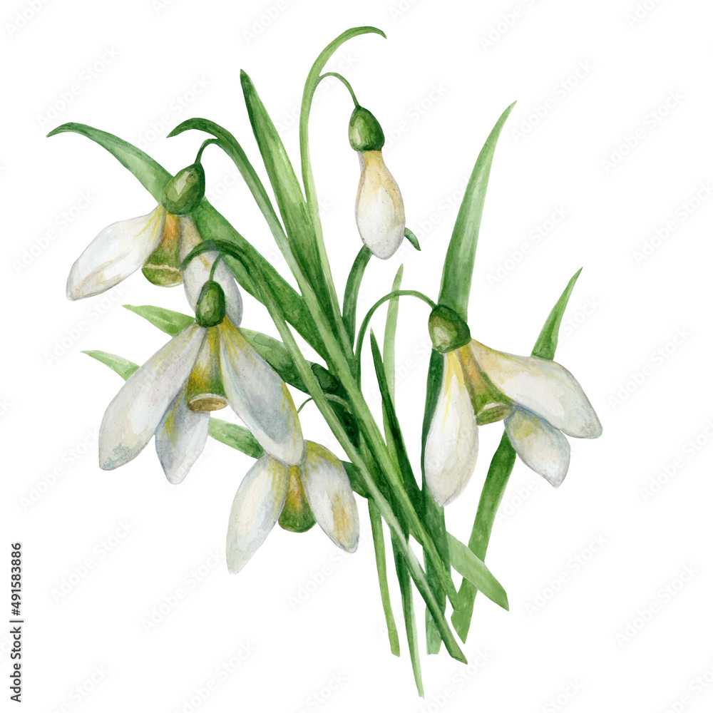 Watercolor illustration of snowdrops. Botanical illustration of winter flowers. Good to use for cosmetics, packaging design and other. Hand draw illustration with white background.