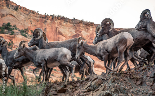 Canvas Print Bighorn Sheep Abound, Colorado National Monument, Colorado