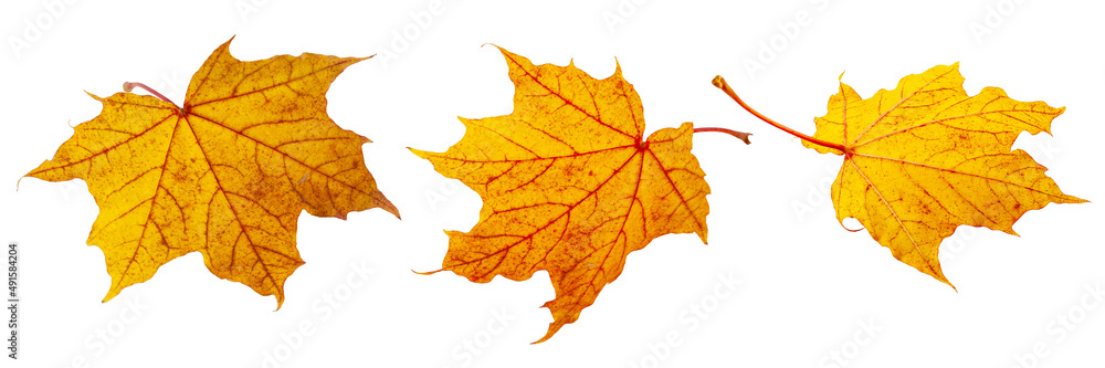 set of yellow autumn leaves isolated on white background set of yellow autumn leaves isolated on white background