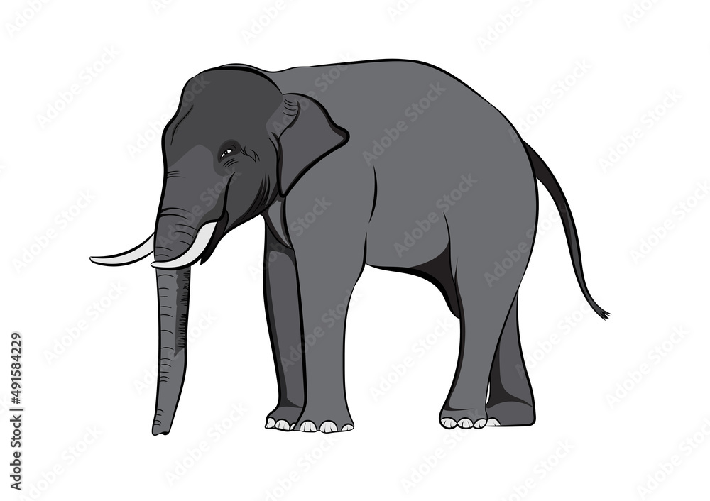 graphics drawing elephant Asia isolated white background vector illustration