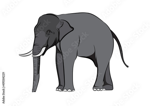 graphics drawing elephant Asia isolated white background vector illustration © piyaphunjun