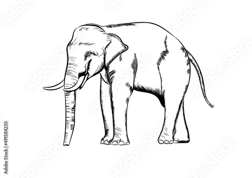 graphics drawing elephant Asia outline black and white transparent isolated white background vector illustration