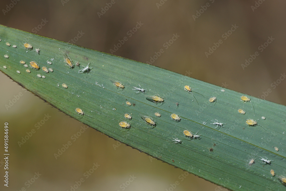 Black-tailed bamboo aphids (Takecallis arundicolens). Winged and ...