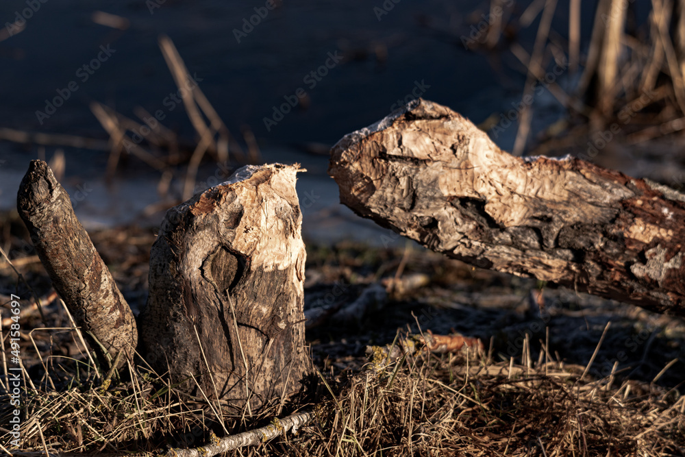 Fototapeta premium Beaver chewing down a tree. Beavers destruction. Beaver is cutting a tree to build a dam