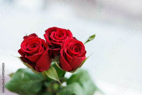 Bucket of red roses close up