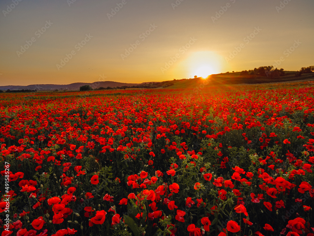 poppies lowers field on sunset