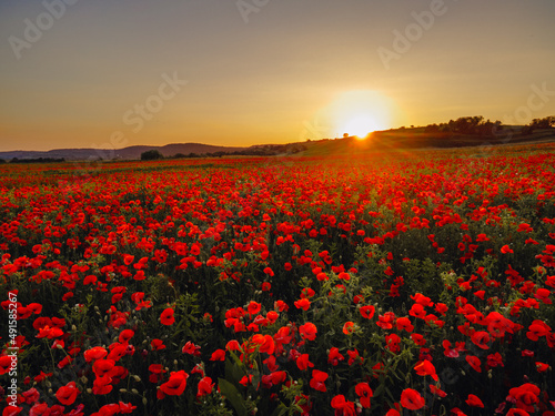 poppies lowers field on sunset