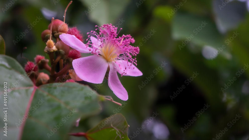 Nature background of pink flower in a green plants background . High quality photo Nature background of pink flower in a green plants background . High quality photo
