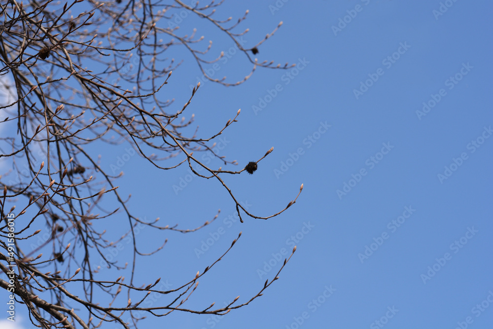 Obraz premium European Beech