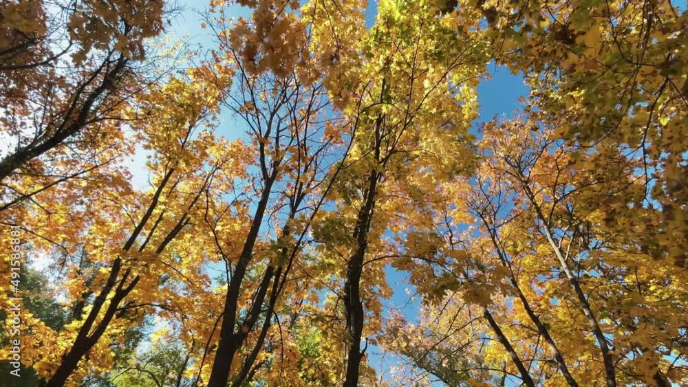 View of the autumn forest in Chisinau, Moldova. Park with lush yellow and orange trees, sunlight. Slow motion View of the autumn forest in Chisinau, Moldova. Park with lush yellow and orange trees, sunlight. Slow motion