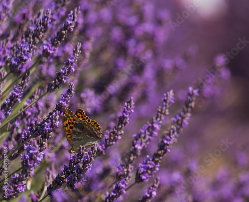Valensole