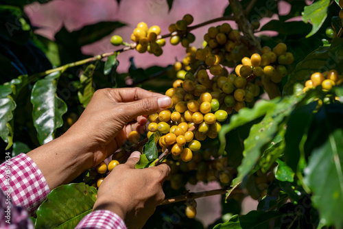 Coffee farmer picks the ripe coffee cherries from a coffee tree on they own farm.