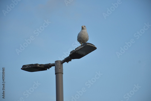 seagull on a lamppost 