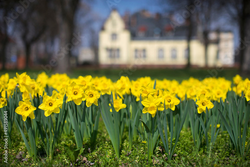 Fototapeta Naklejka Na Ścianę i Meble -  Polska wiosna w parku w mieście żonkile żółte kwiaty pałac w tle