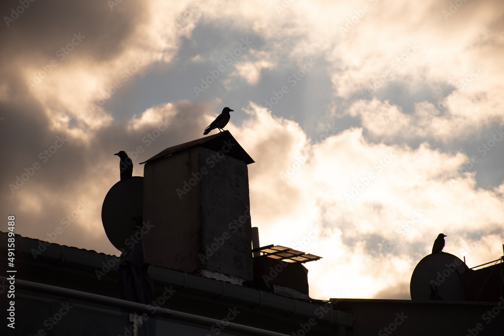 Bird and rooftop chimney silhoutte in sunset