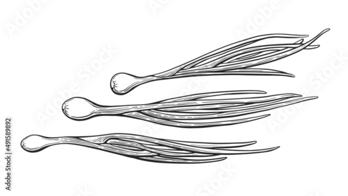 Onion set. Leek, scallion engraving. Vector sketch