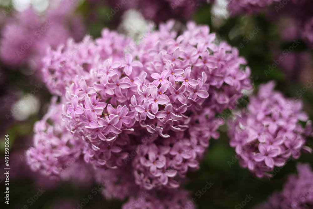 Bright blooms of spring lilacs bush. Spring Bright blooms of spring lilacs bush. Spring