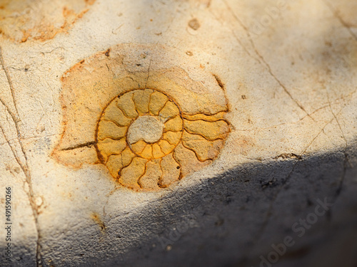 Tablou pe pânză Ammonites is marine cephalopod mollusc, Spain