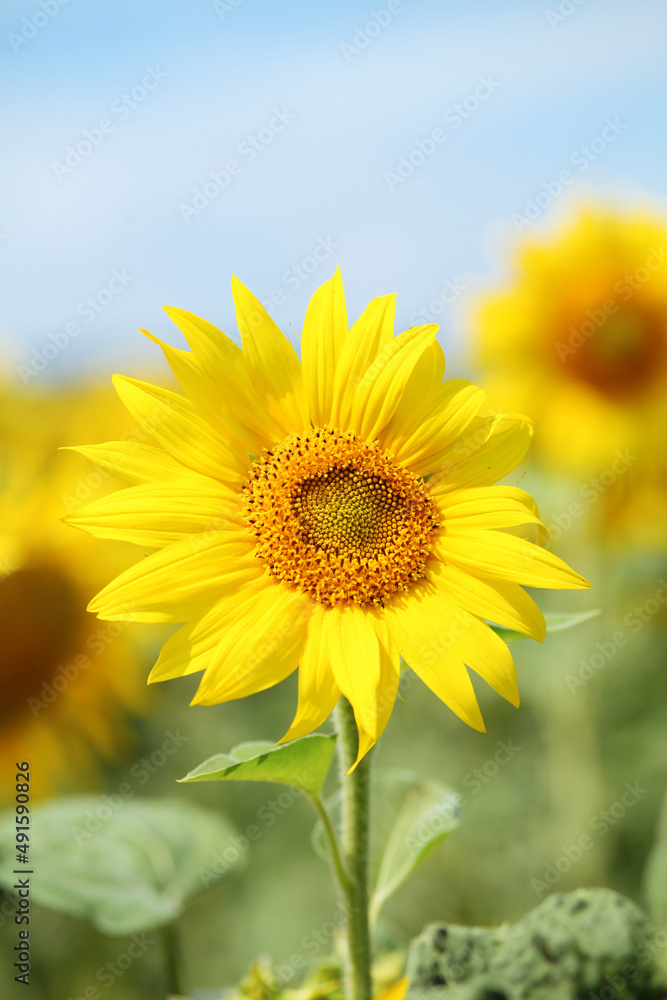 sunflower in the field