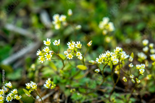 Androsace maxima, Annual Androsace, Primulaceae. Wild plant shot in spring. photo