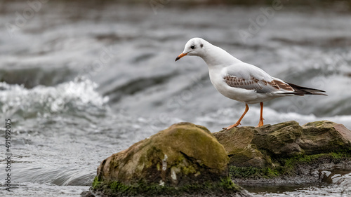 Eine Lachmöwe sitzt auf einem Stein im Flusslauf