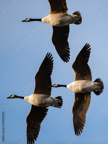 Kanadagänse im Flug