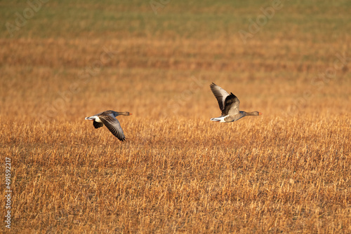 Graugänse fliegen über einem Feld © Alexander von Düren