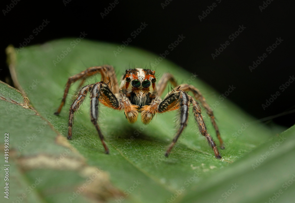 Extreme macro shot of Jumping spider on leave background. Jumping spider is very small but have big eyes. Selective focus and free space for text. Extreme macro shot of Jumping spider on leave background. Jumping spider is very small but have big eyes. Selective focus and free space for text.