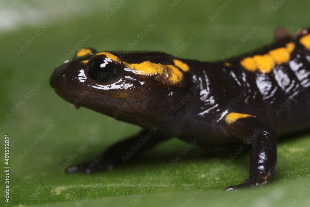 Obraz premium The head of a juvenile fire salamander in full detail 