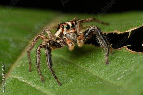 Extreme macro shot of Jumping spider on leave background. Jumping spider is very small but have big eyes. Selective focus and free space for text.