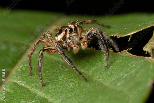 Extreme macro shot of Jumping spider on leave background. Jumping spider is very small but have big eyes. Selective focus and free space for text. © Chanin