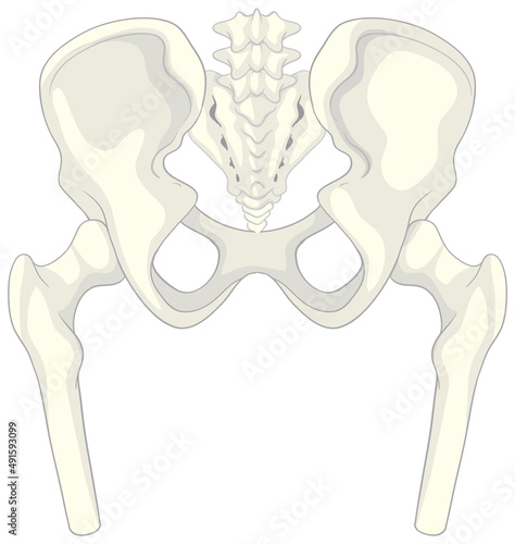 Anatomy human pelvis on white background